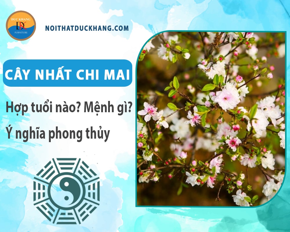 Cây nhất chi mai hợp mệnh gì? Tuổi gì? Ý nghĩa phong thủy