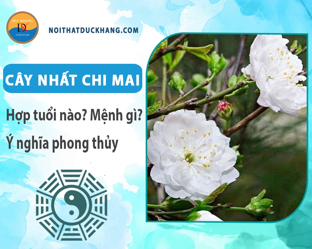 Cây nhất chi mai hợp mệnh gì? Tuổi gì? Ý nghĩa phong thủy