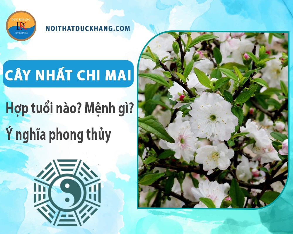 Cây nhất chi mai hợp mệnh gì? Tuổi gì? Ý nghĩa phong thủy