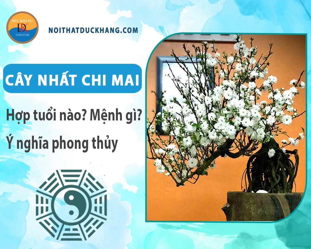 Cây nhất chi mai hợp mệnh gì? Tuổi gì? Ý nghĩa phong thủy