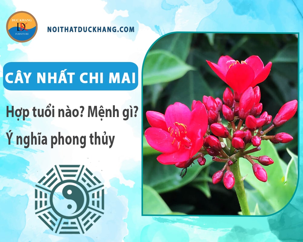 Cây nhất chi mai hợp mệnh gì? Tuổi gì? Ý nghĩa phong thủy