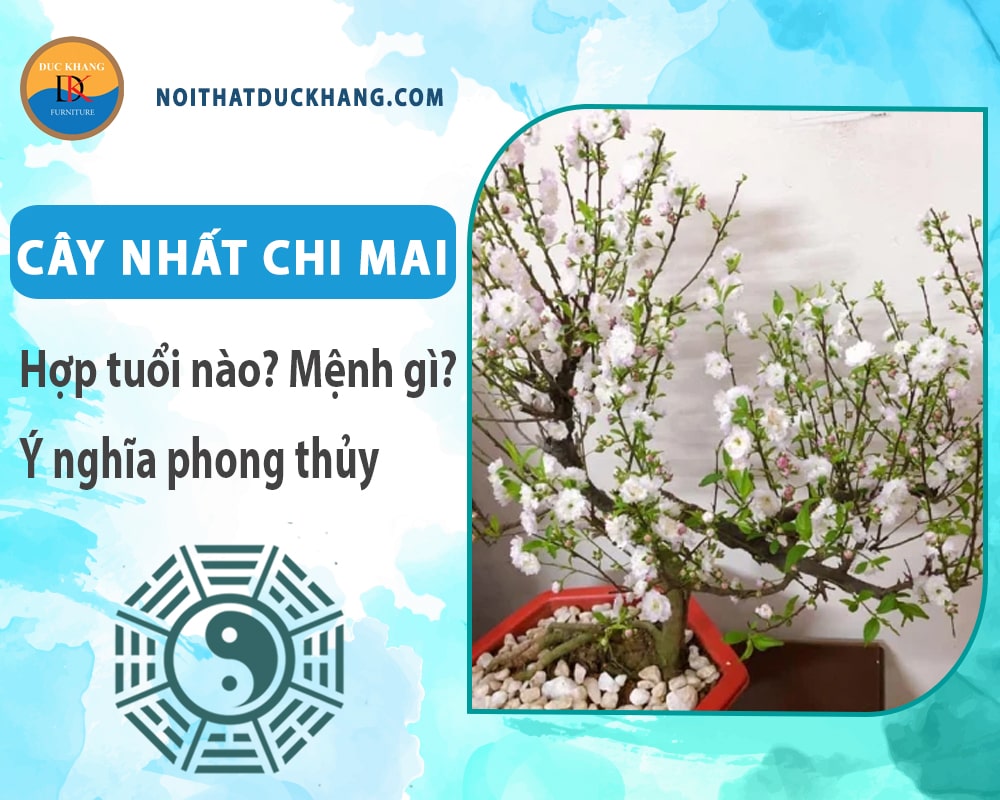 Cây nhất chi mai hợp mệnh gì? Tuổi gì? Ý nghĩa phong thủy