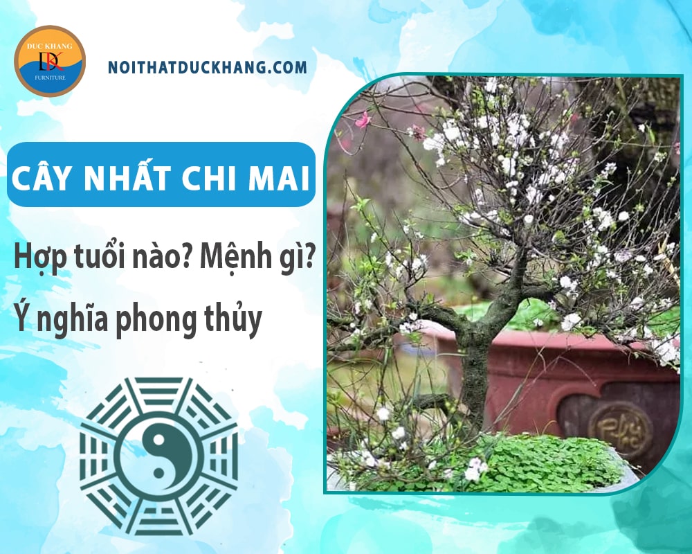 Cây nhất chi mai hợp mệnh gì? Tuổi gì? Ý nghĩa phong thủy