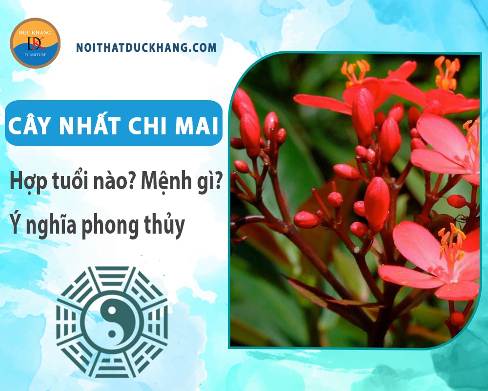 Cây nhất chi mai hợp mệnh gì? Tuổi gì? Ý nghĩa phong thủy