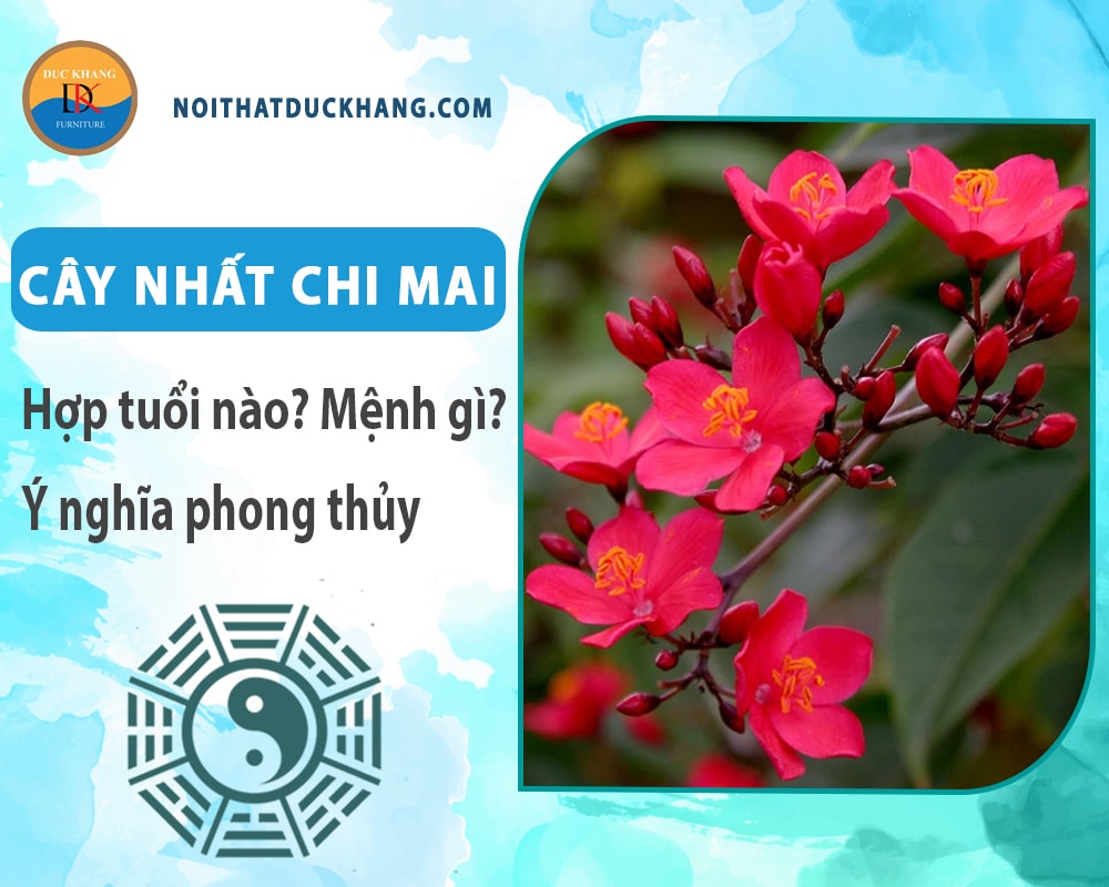 Cây nhất chi mai hợp mệnh gì? Tuổi gì? Ý nghĩa phong thủy