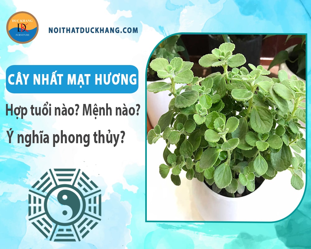 Cây nhất mạt hương hợp tuổi nào? Mệnh nào? Ý nghĩa phong thủy?