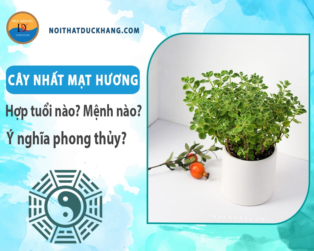 Cây nhất mạt hương hợp tuổi nào? Mệnh nào? Ý nghĩa phong thủy?