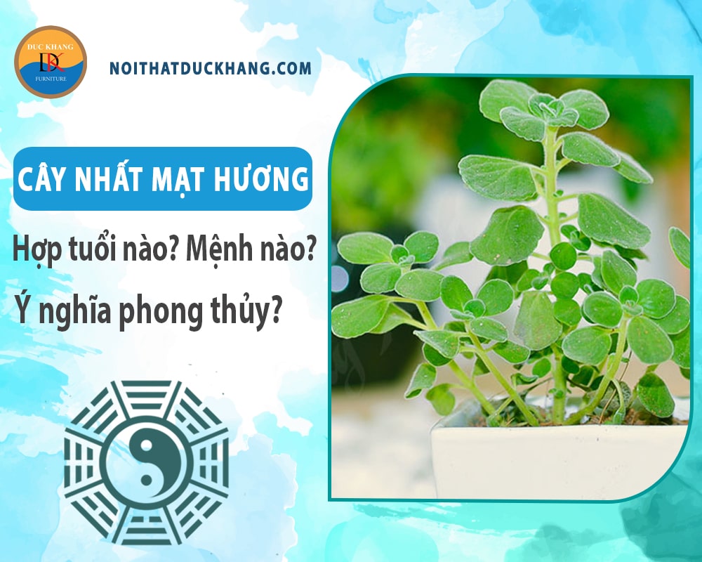 Cây nhất mạt hương hợp tuổi nào? Mệnh nào? Ý nghĩa phong thủy?