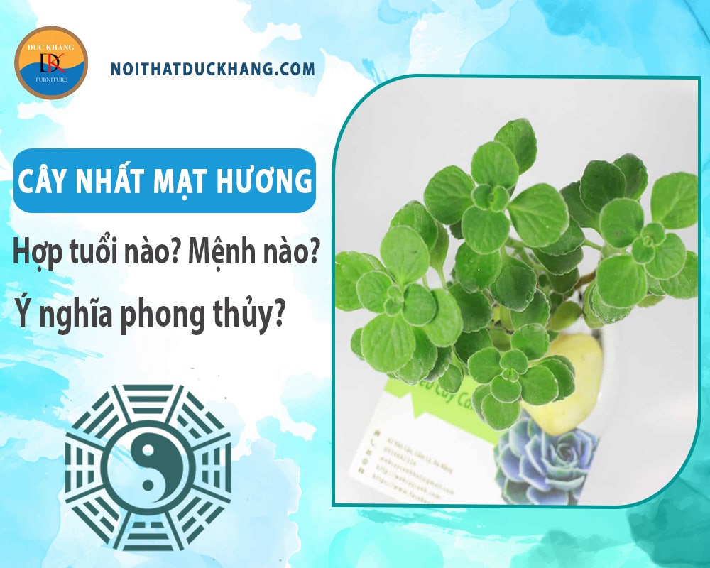 Cây nhất mạt hương hợp tuổi nào? Mệnh nào? Ý nghĩa phong thủy?