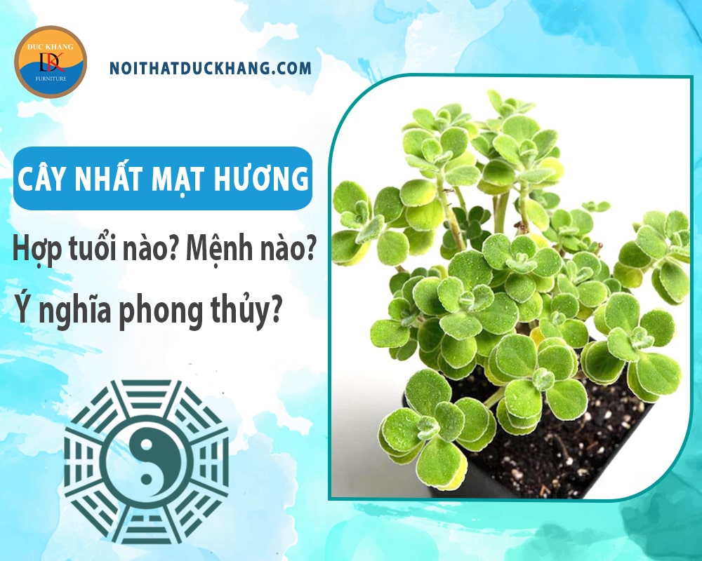 Cây nhất mạt hương hợp tuổi nào? Mệnh nào? Ý nghĩa phong thủy?