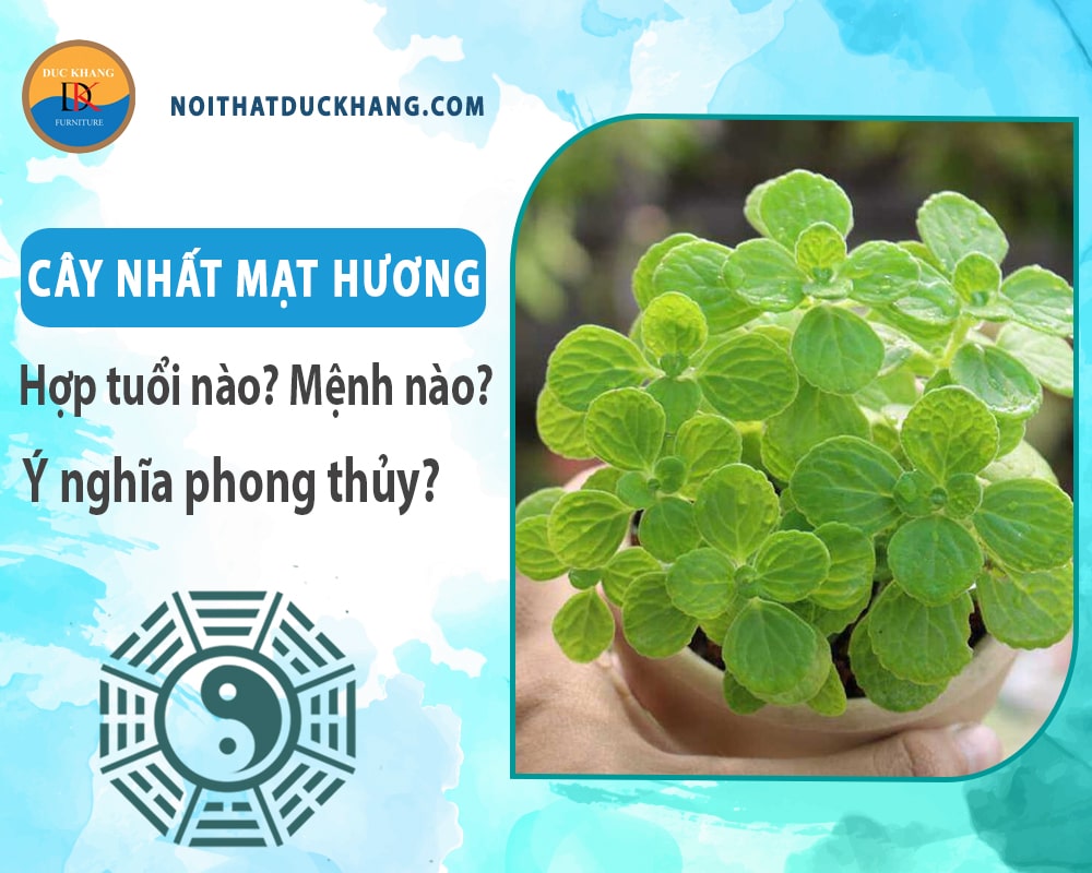 Cây nhất mạt hương hợp tuổi nào? Mệnh nào? Ý nghĩa phong thủy?