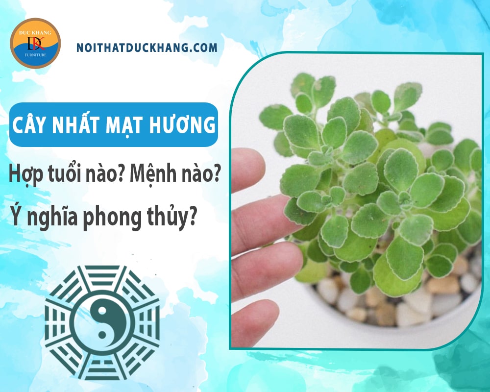 Cây nhất mạt hương hợp tuổi nào? Mệnh nào? Ý nghĩa phong thủy?