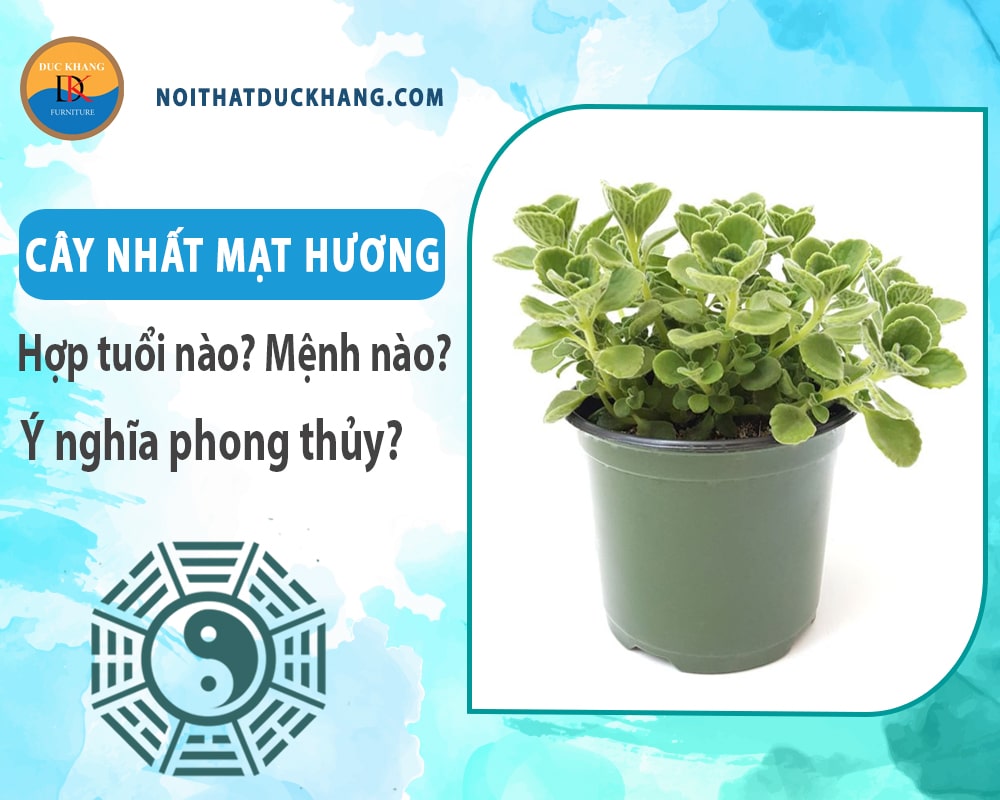 Cây nhất mạt hương hợp tuổi nào? Mệnh nào? Ý nghĩa phong thủy?