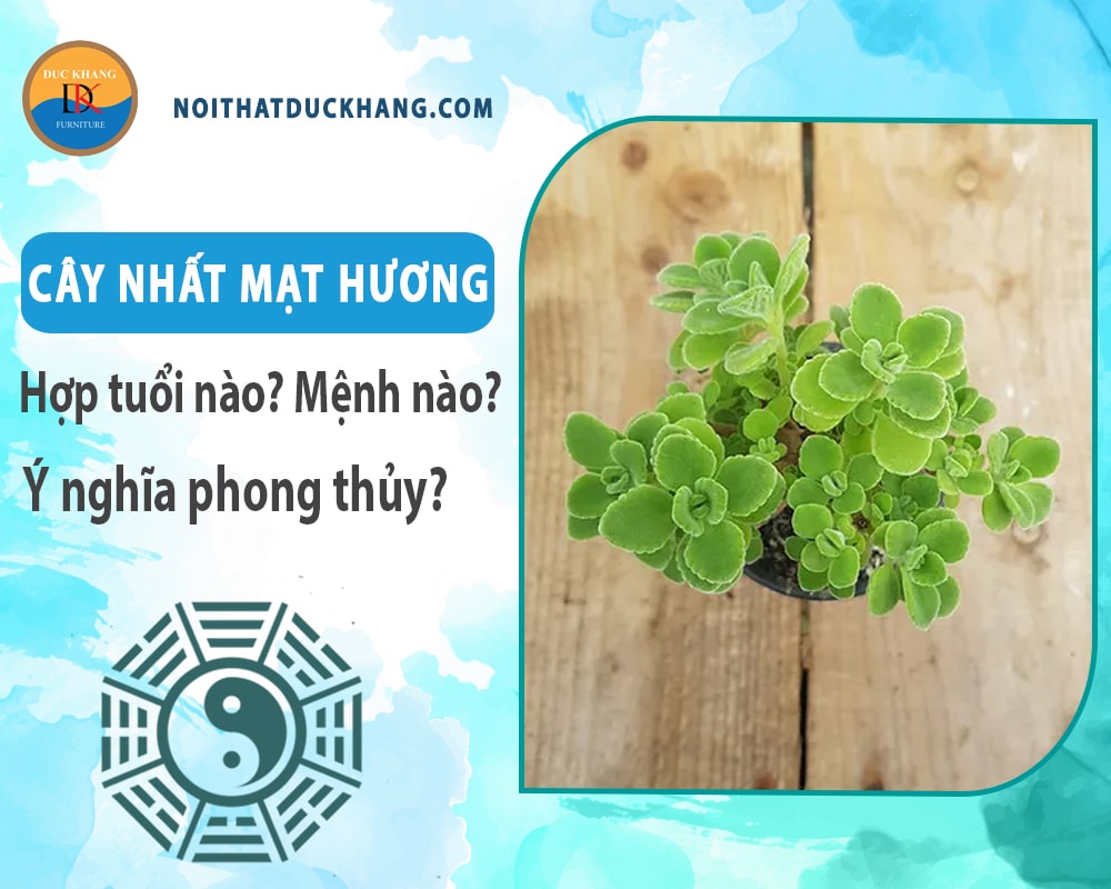 Cây nhất mạt hương hợp tuổi nào? Mệnh nào? Ý nghĩa phong thủy?