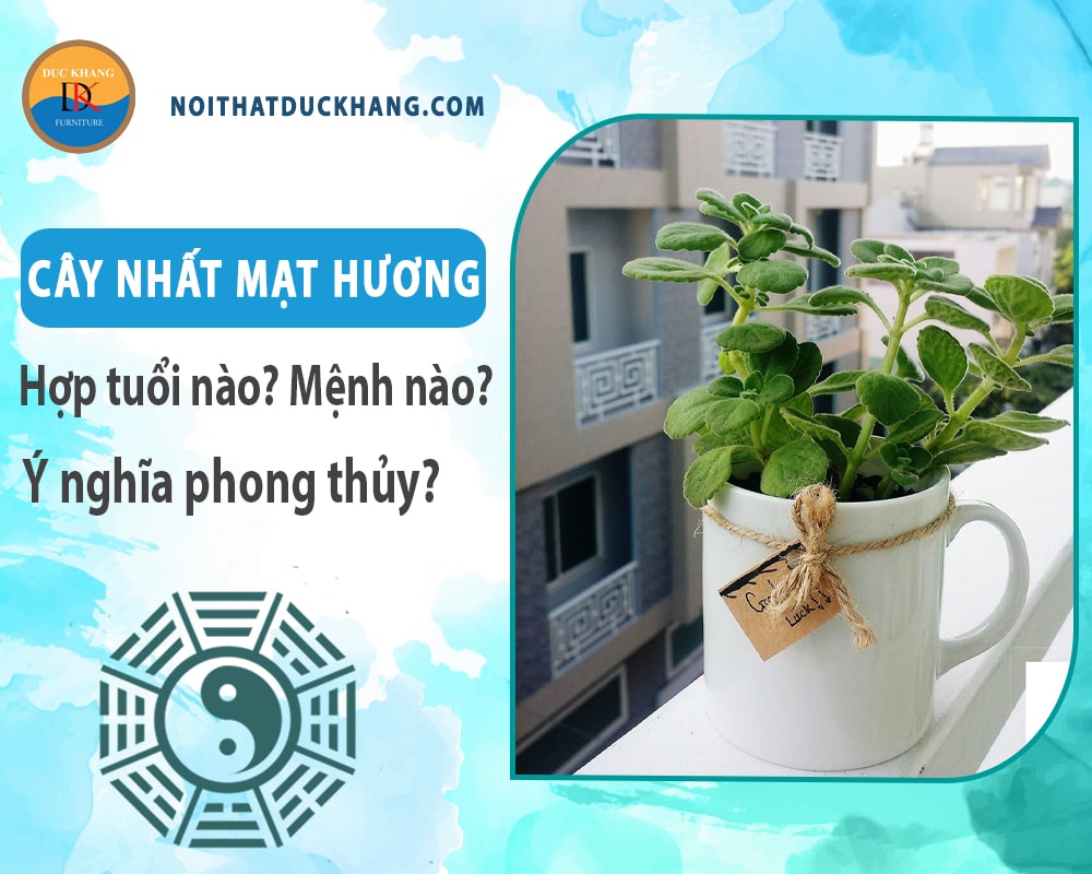 Cây nhất mạt hương hợp tuổi nào? Mệnh nào? Ý nghĩa phong thủy?