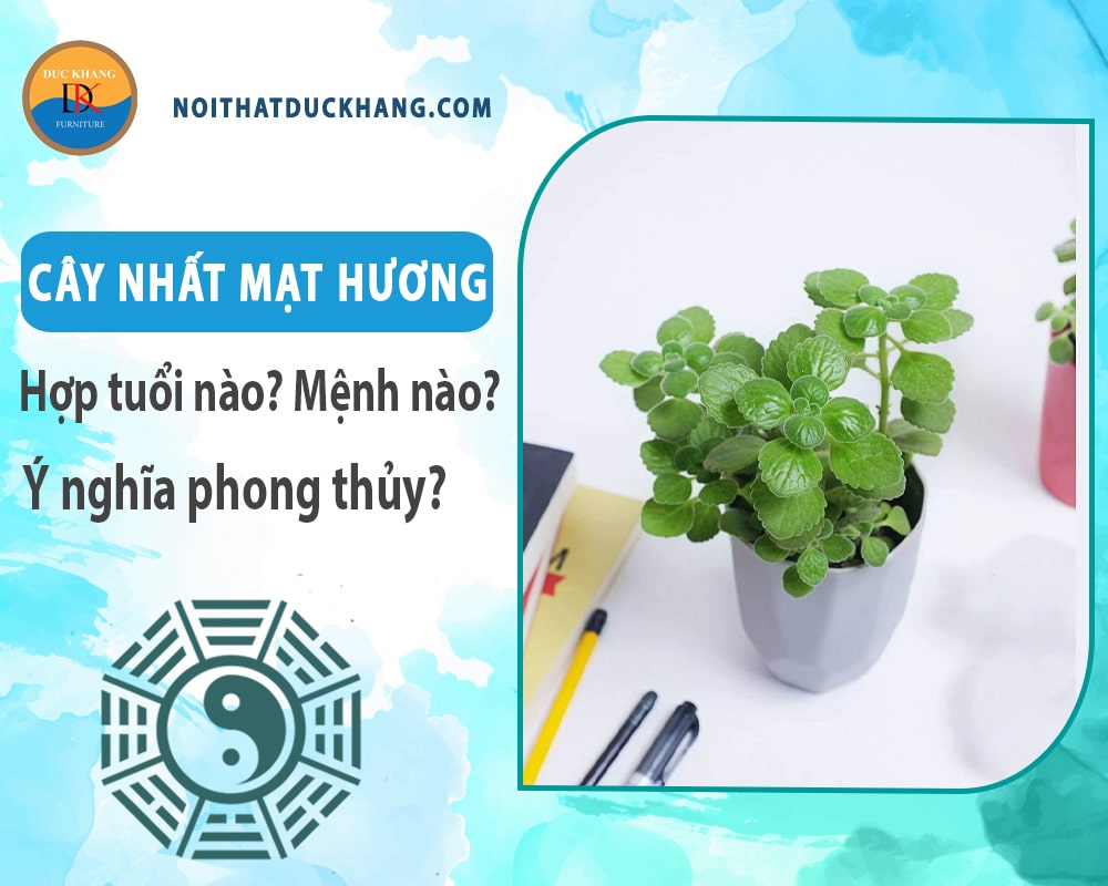 Cây nhất mạt hương hợp tuổi nào? Mệnh nào? Ý nghĩa phong thủy?