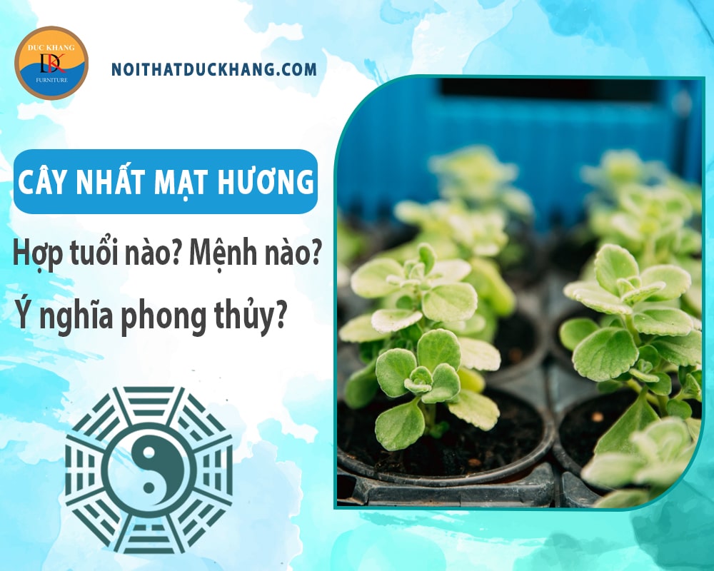 Cây nhất mạt hương hợp tuổi nào? Mệnh nào? Ý nghĩa phong thủy?