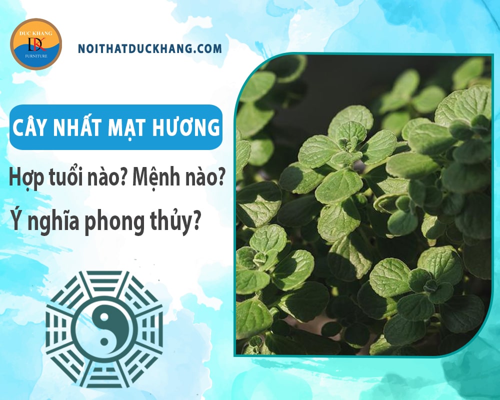 Cây nhất mạt hương hợp tuổi nào? Mệnh nào? Ý nghĩa phong thủy?