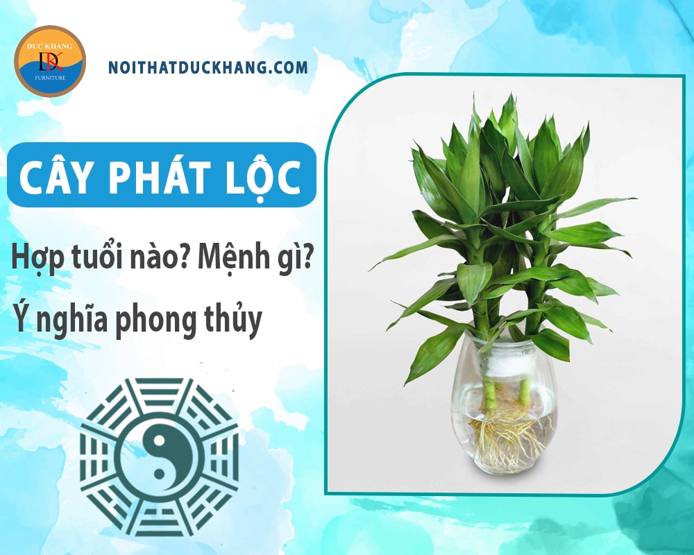 Cây phát lộc hợp tuổi nào? Mệnh gì? Ý nghĩa phong thủy