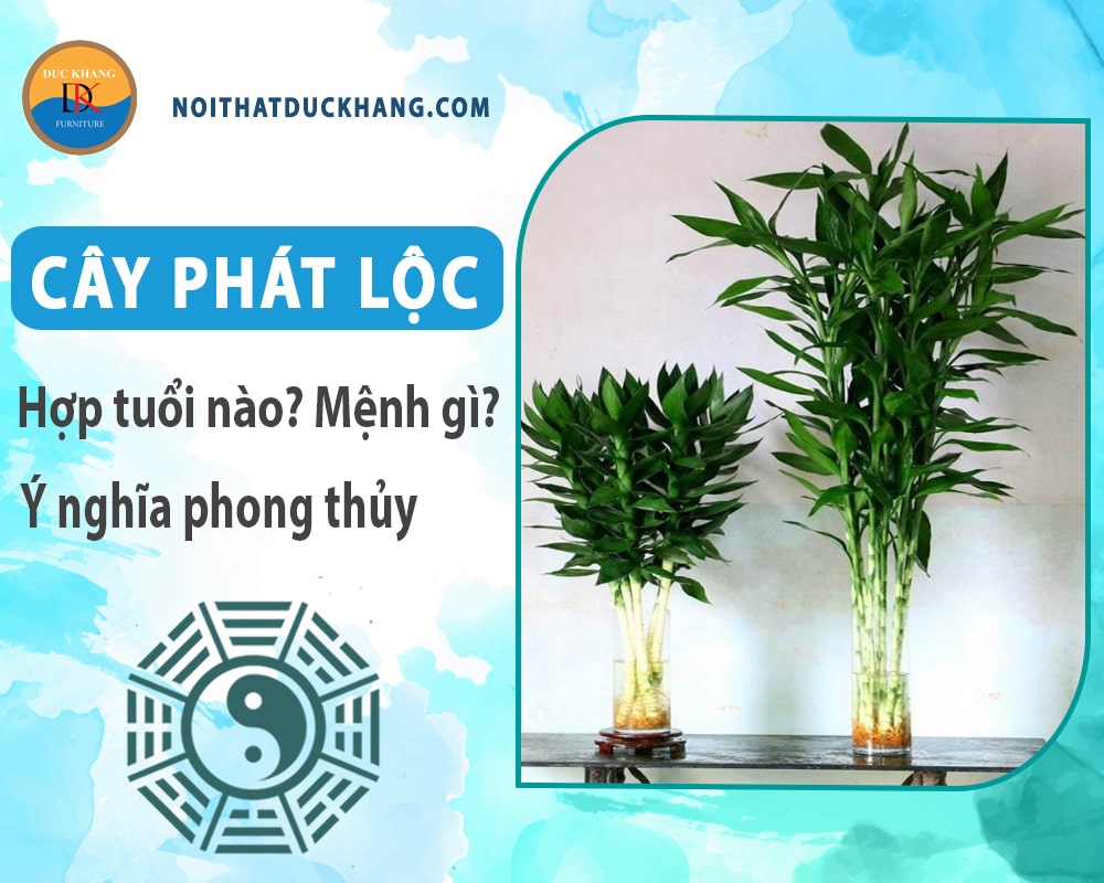 Cây phát lộc hợp tuổi nào? Mệnh gì? Ý nghĩa phong thủy