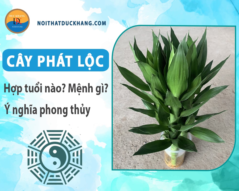 Cây phát lộc hợp tuổi nào? Mệnh gì? Ý nghĩa phong thủy