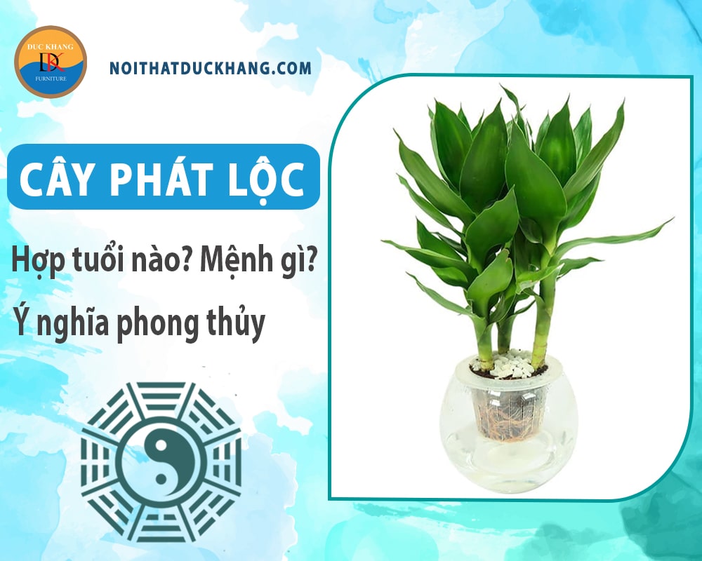 Cây phát lộc hợp tuổi nào? Mệnh gì? Ý nghĩa phong thủy