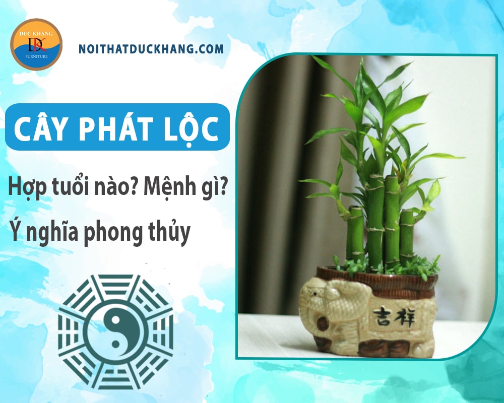 Cây phát lộc hợp tuổi nào? Mệnh gì? Ý nghĩa phong thủy