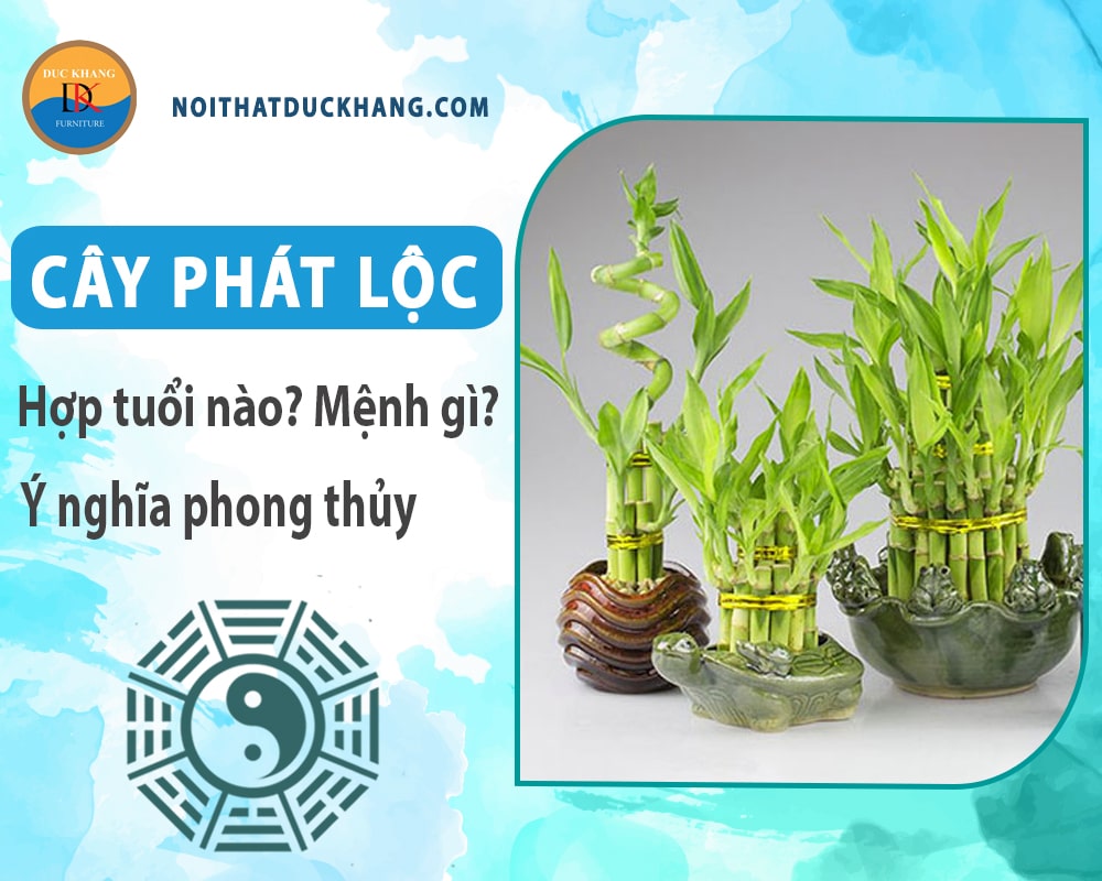 Cây phát lộc hợp tuổi nào? Mệnh gì? Ý nghĩa phong thủy