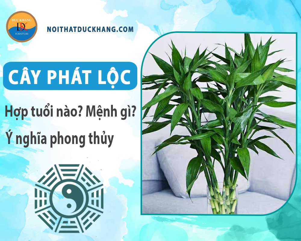 Cây phát lộc hợp tuổi nào? Mệnh gì? Ý nghĩa phong thủy