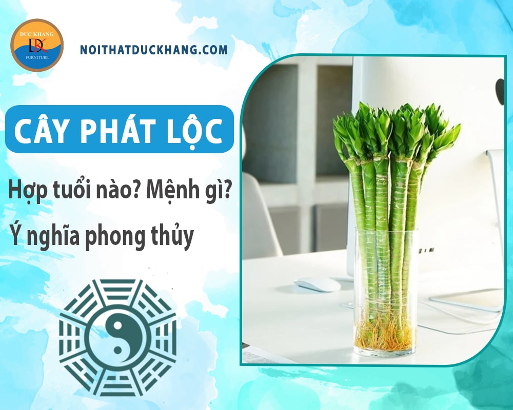 Cây phát lộc hợp tuổi nào? Mệnh gì? Ý nghĩa phong thủy