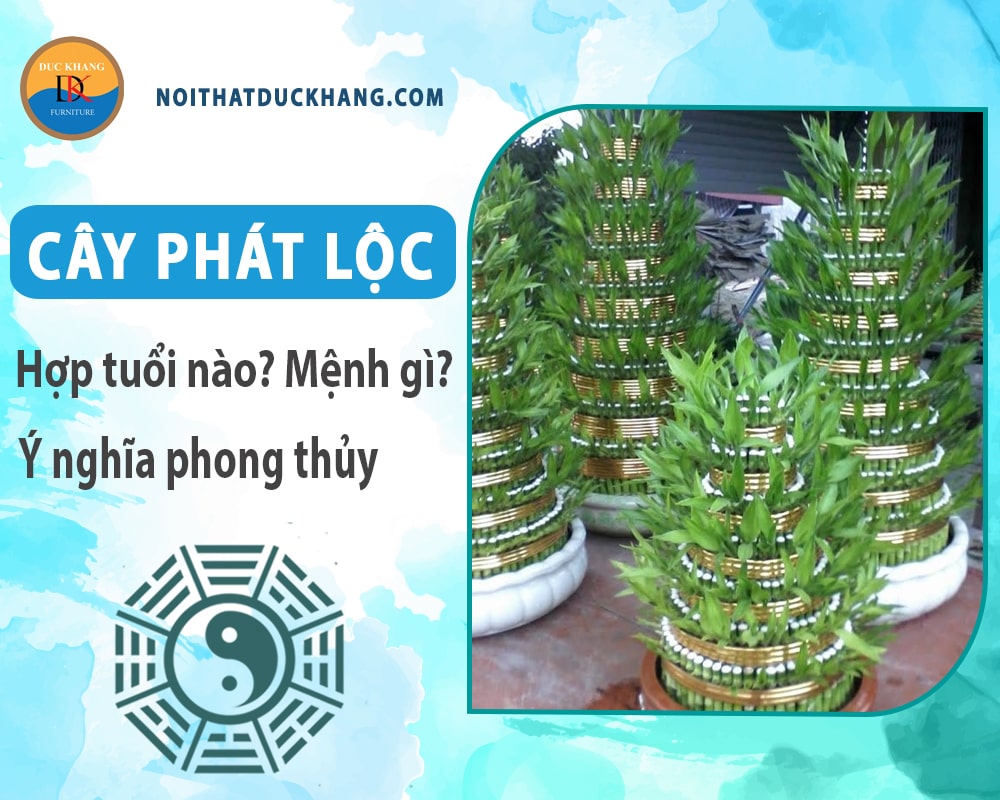 Cây phát lộc hợp tuổi nào? Mệnh gì? Ý nghĩa phong thủy