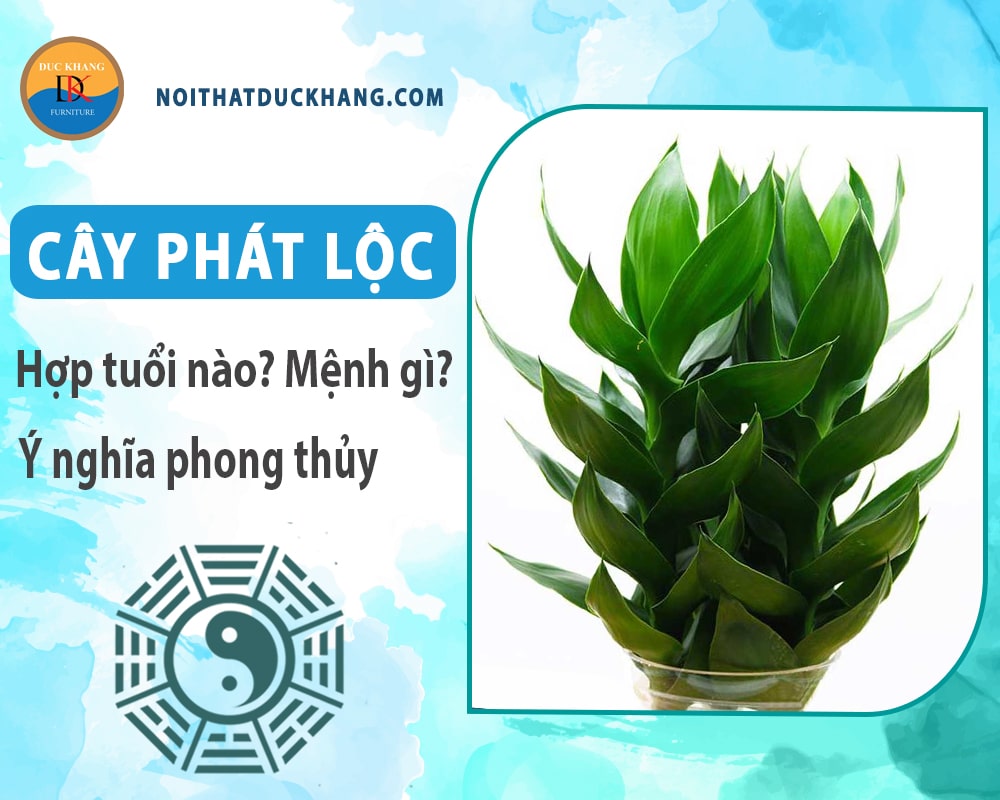 Cây phát lộc hợp tuổi nào? Mệnh gì? Ý nghĩa phong thủy