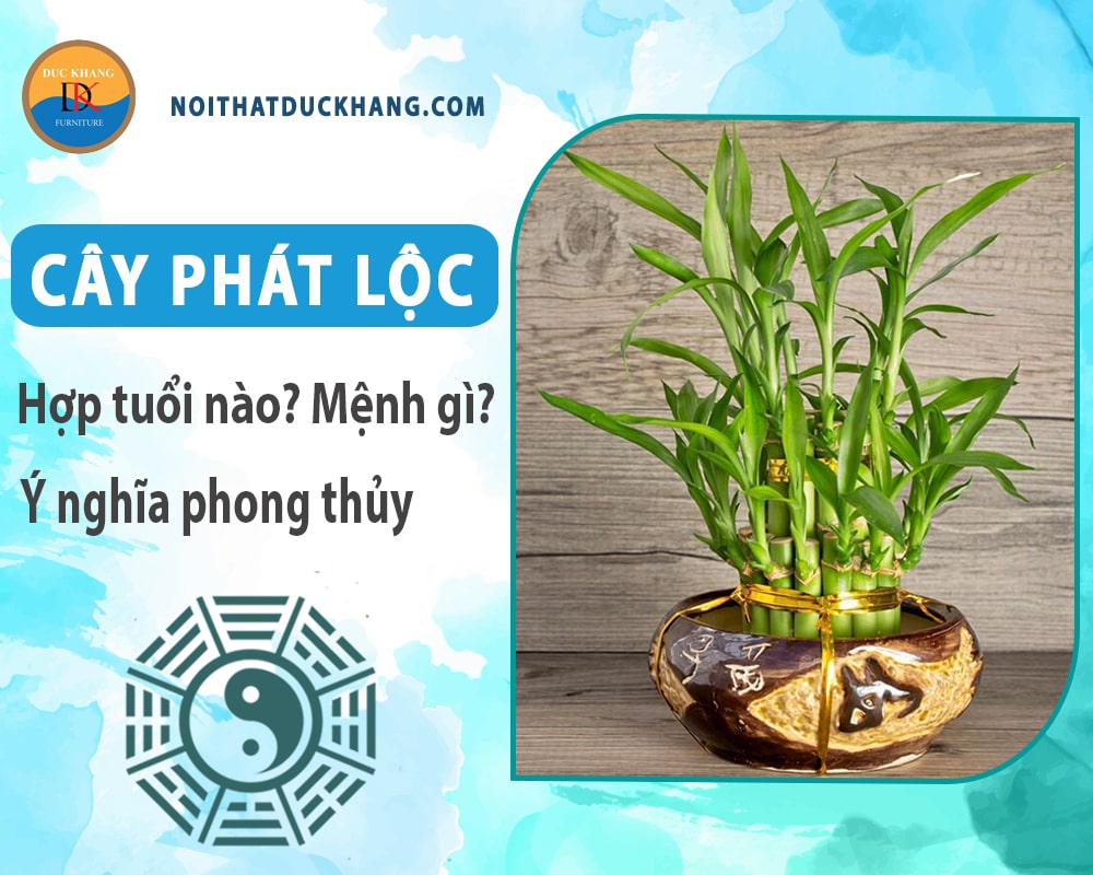 Cây phát lộc hợp tuổi nào? Mệnh gì? Ý nghĩa phong thủy