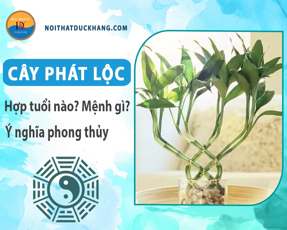 Cây phát lộc hợp tuổi nào? Mệnh gì? Ý nghĩa phong thủy