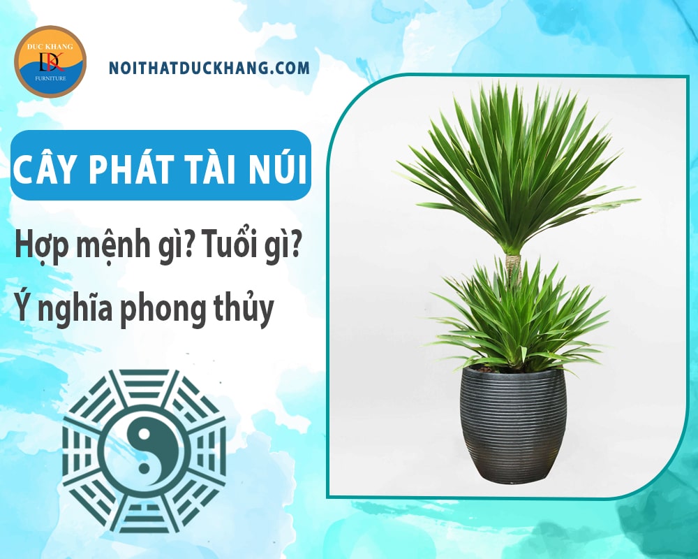 Cây phát tài núi hợp mệnh gì? Tuổi gì? Ý nghĩa phong thủy