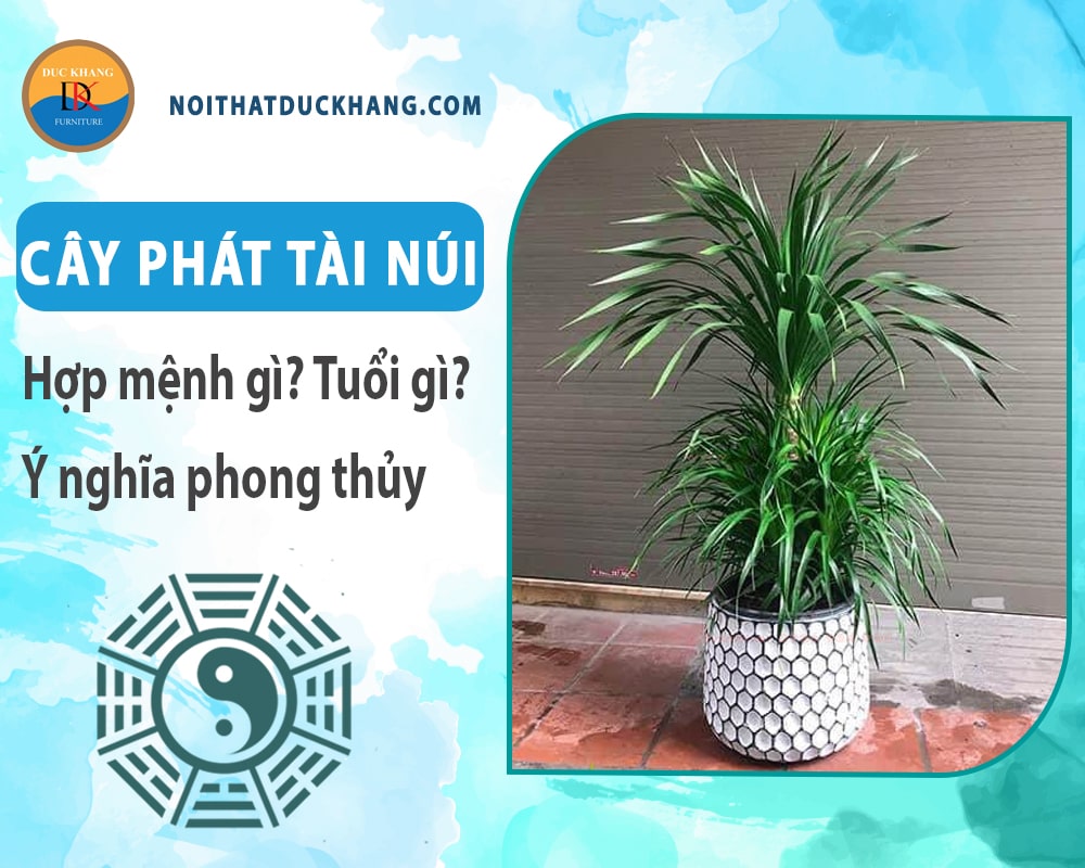 Cây phát tài núi hợp mệnh gì? Tuổi gì? Ý nghĩa phong thủy