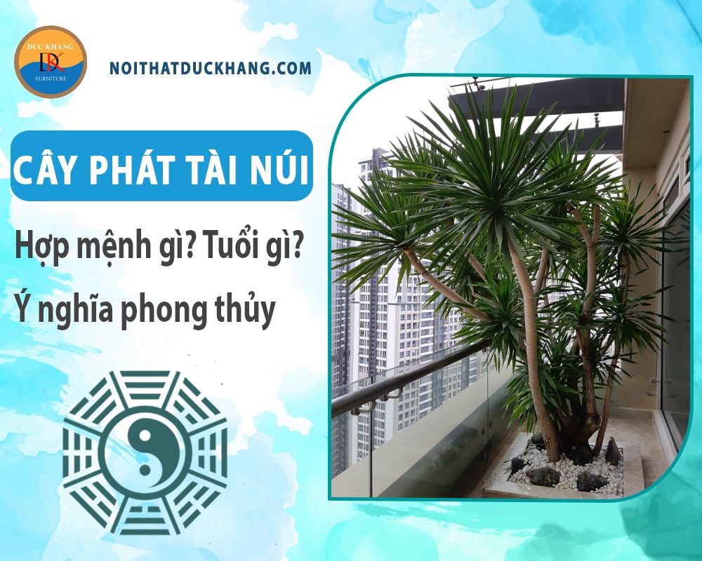 Cây phát tài núi hợp mệnh gì? Tuổi gì? Ý nghĩa phong thủy