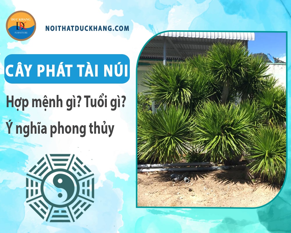 Cây phát tài núi hợp mệnh gì? Tuổi gì? Ý nghĩa phong thủy