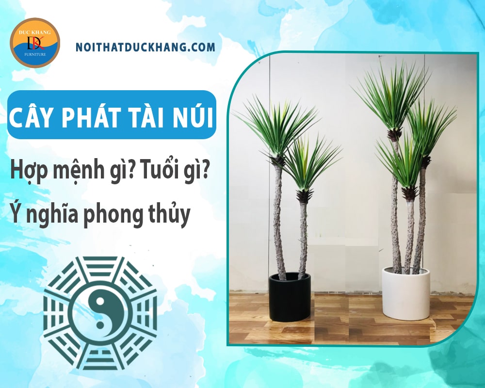 Cây phát tài núi hợp mệnh gì? Tuổi gì? Ý nghĩa phong thủy