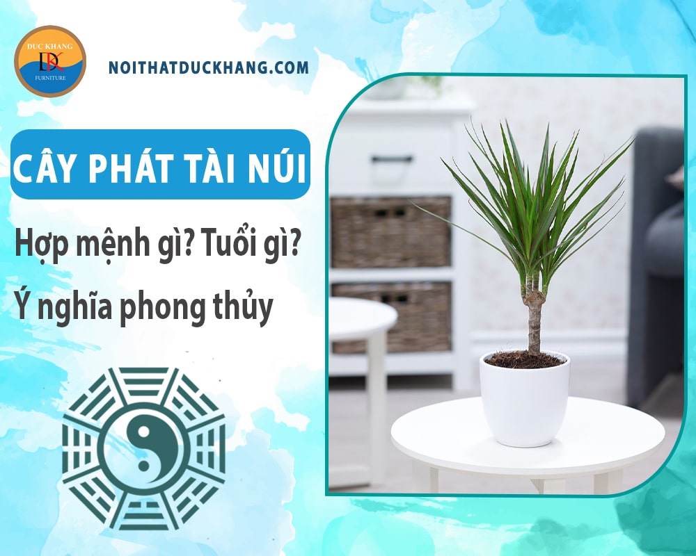 Cây phát tài núi hợp mệnh gì? Tuổi gì? Ý nghĩa phong thủy