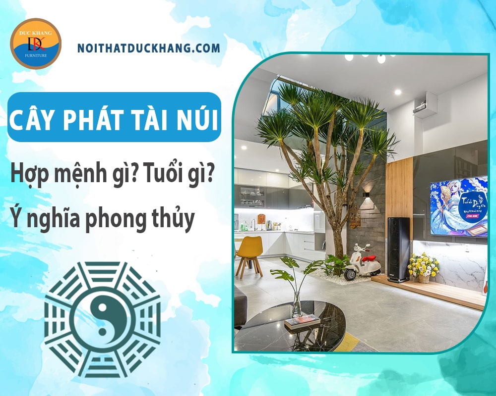 Cây phát tài núi hợp mệnh gì? Tuổi gì? Ý nghĩa phong thủy