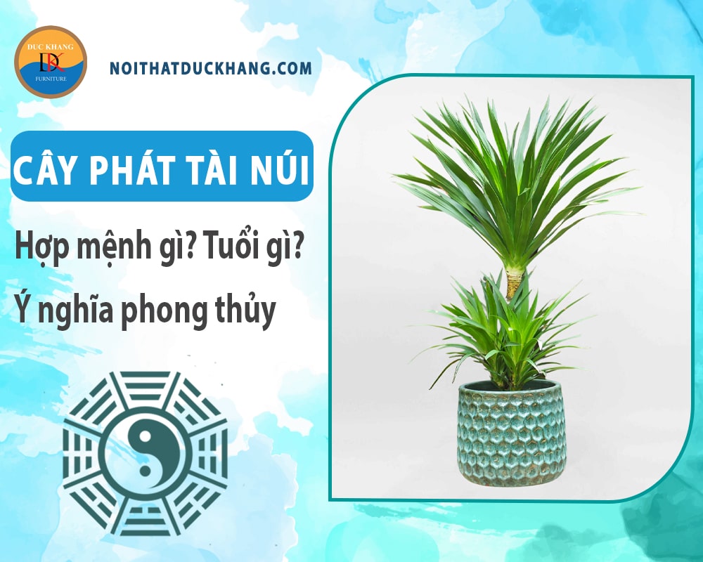 Cây phát tài núi hợp mệnh gì? Tuổi gì? Ý nghĩa phong thủy