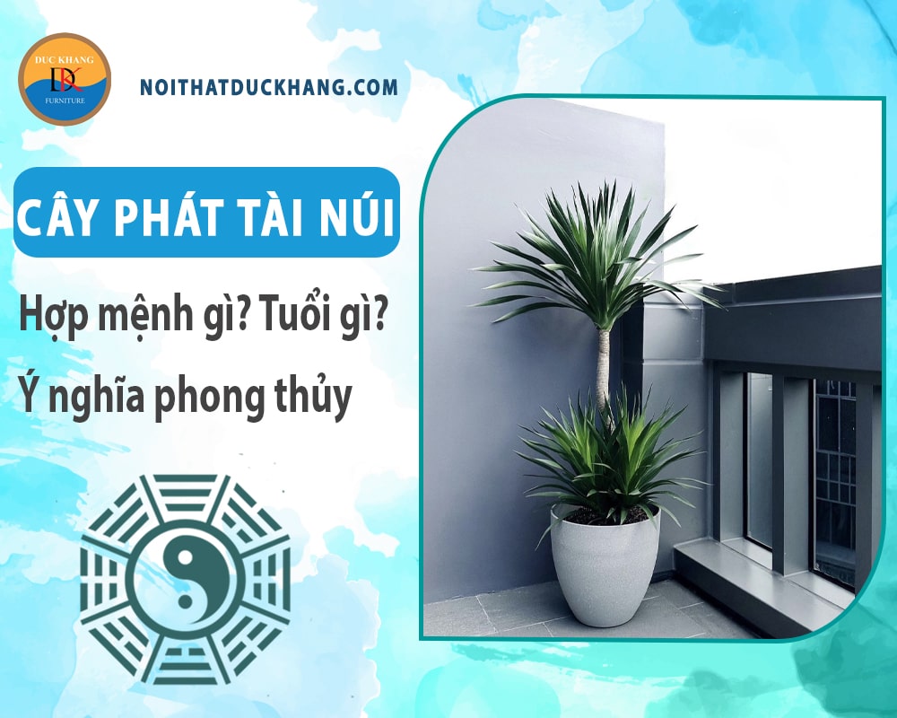 Cây phát tài núi hợp mệnh gì? Tuổi gì? Ý nghĩa phong thủy