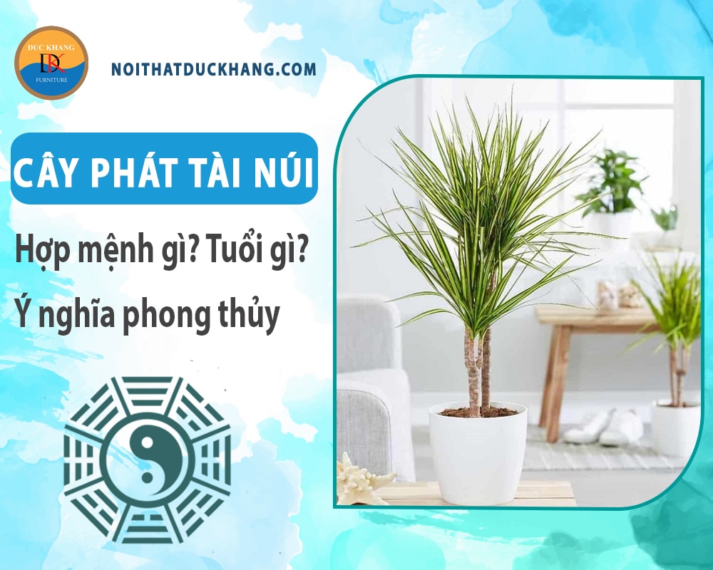 Cây phát tài núi hợp mệnh gì? Tuổi gì? Ý nghĩa phong thủy