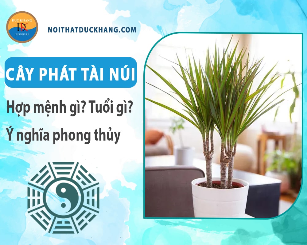 Cây phát tài núi hợp mệnh gì? Tuổi gì? Ý nghĩa phong thủy