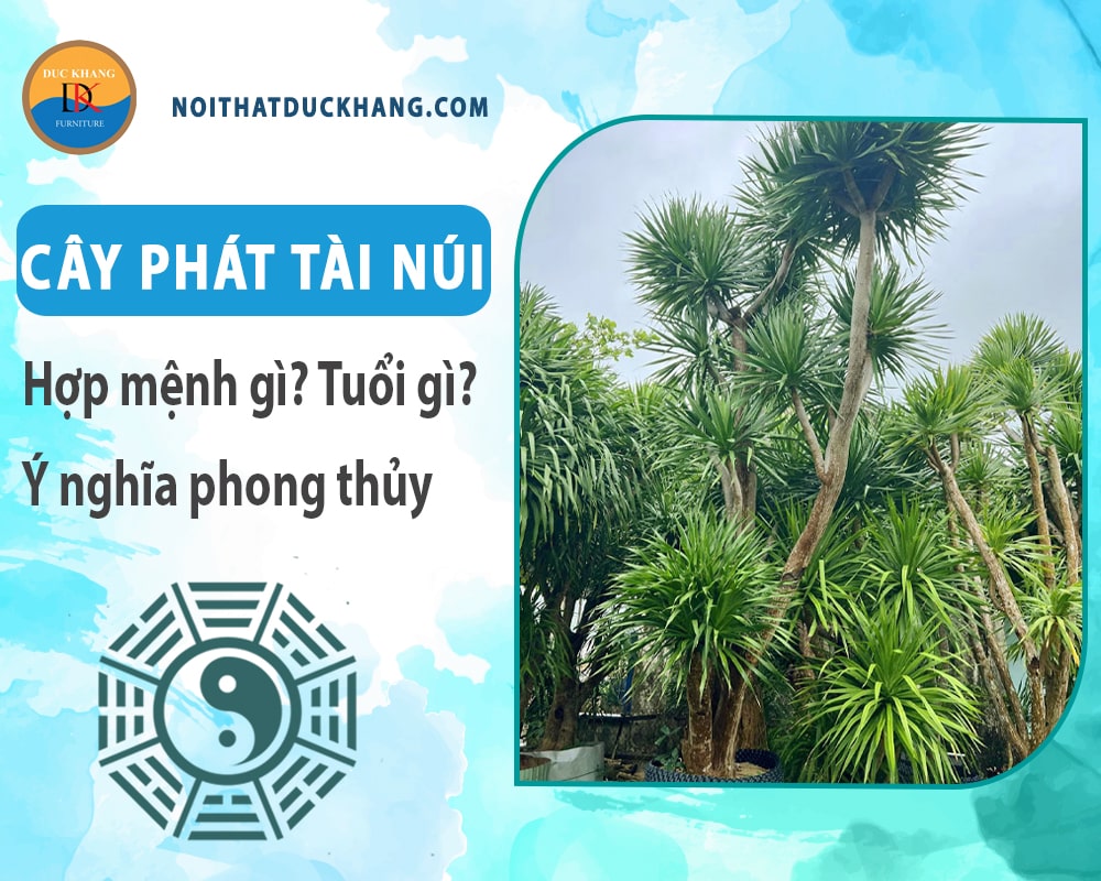 Cây phát tài núi hợp mệnh gì? Tuổi gì? Ý nghĩa phong thủy