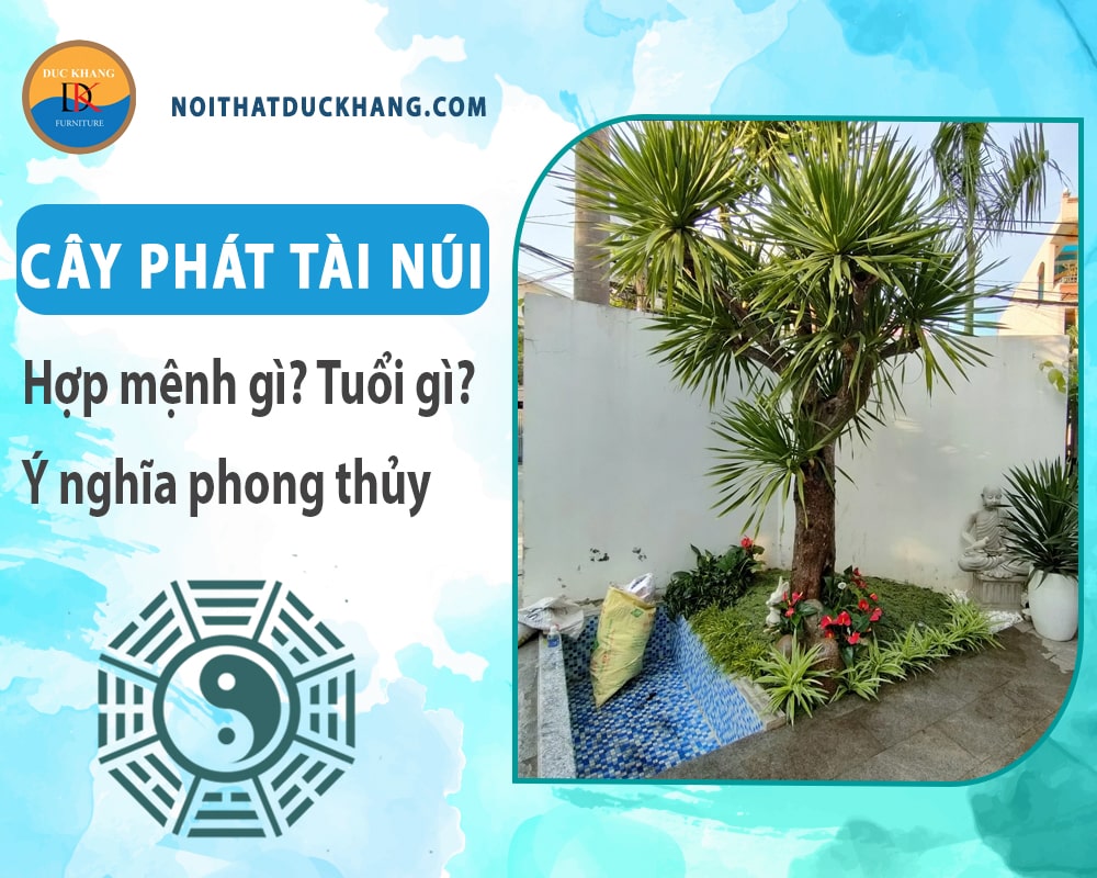 Cây phát tài núi hợp mệnh gì? Tuổi gì? Ý nghĩa phong thủy