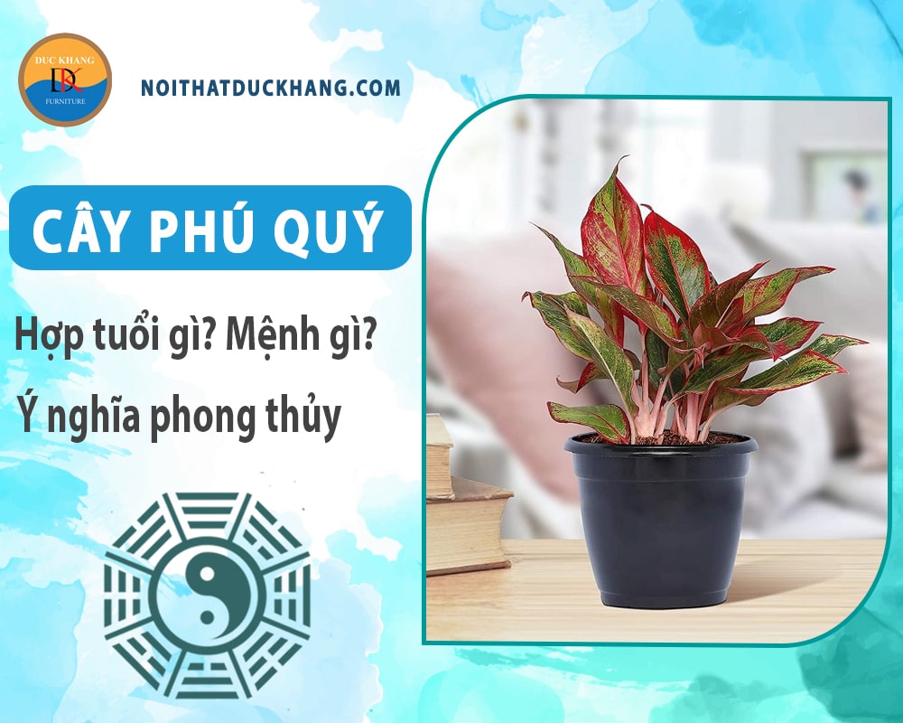 Cây phú quý hợp mệnh gì? Tuổi gì? Ý nghĩa phong thủy