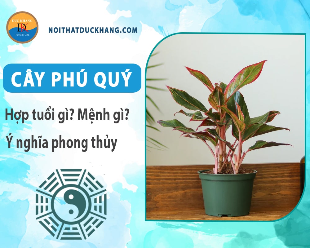 Cây phú quý hợp mệnh gì? Tuổi gì? Ý nghĩa phong thủy