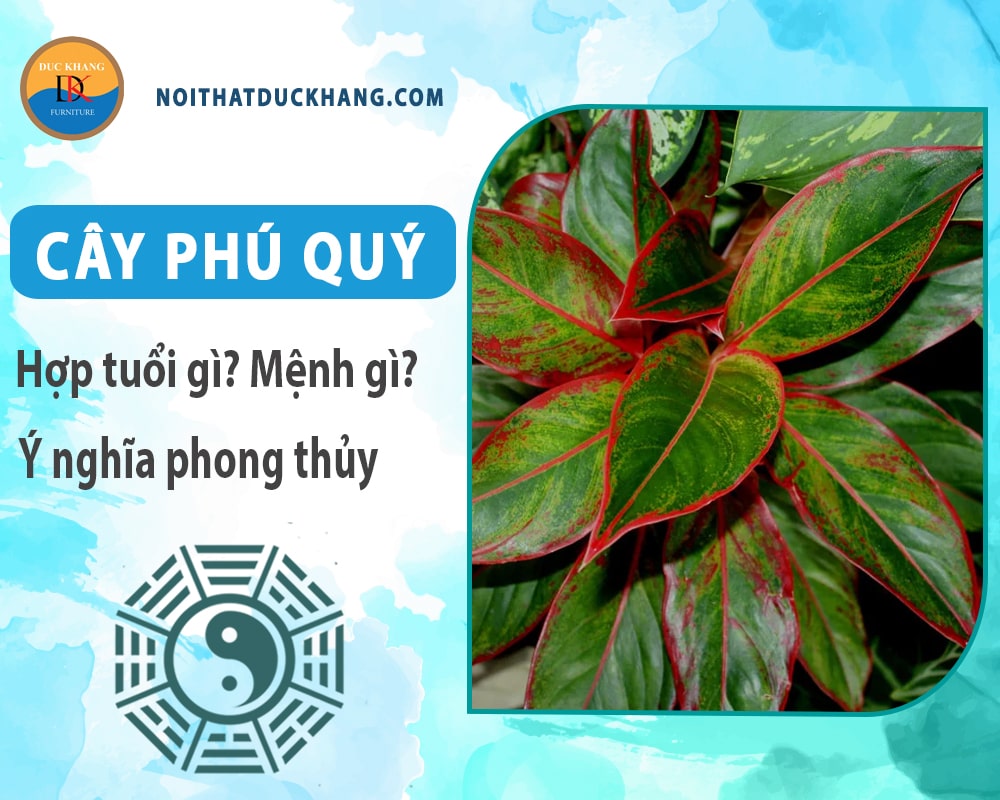 Cây phú quý hợp mệnh gì? Tuổi gì? Ý nghĩa phong thủy